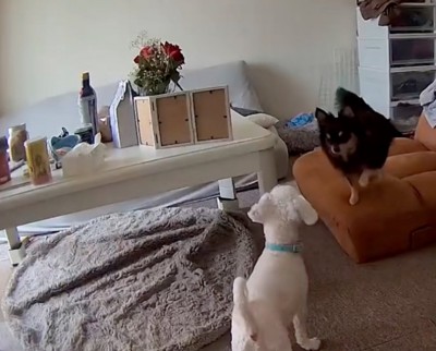 宙を前足でかく犬