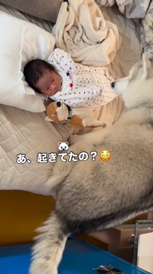 赤ちゃんが眠っているベッドに乗る犬