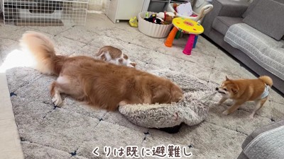 「クッションさえなければ…」