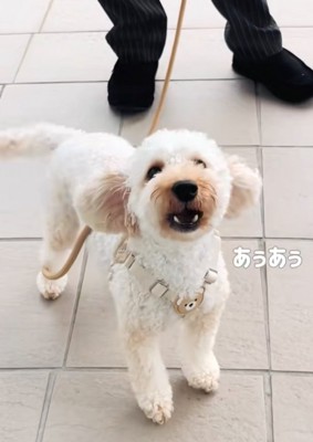 窓越しに話しかける犬2