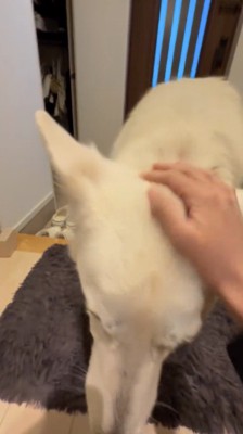 飼い主に頭を撫でられる犬