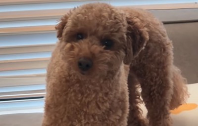 戸惑った犬の表情