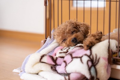 ケージの入り口で眠る子犬