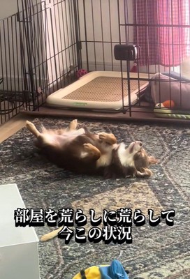 なんだか満足そう♪
