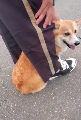 嬉しそうな犬