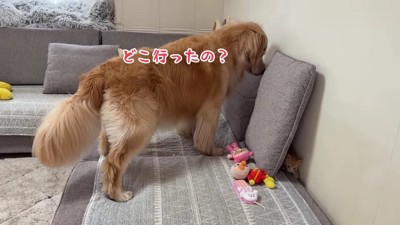 行方不明の子猫を探す