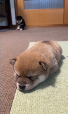 2匹の赤ちゃん犬