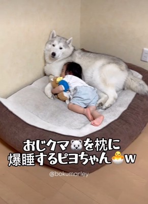 犬を枕にして眠る男の子