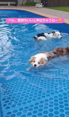 プールで遊ぶ二匹のボーダーコリー