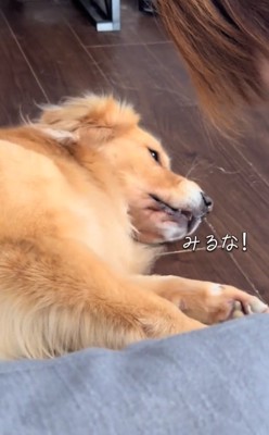 怒るイヴちゃん