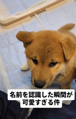 柴犬のおでんくん