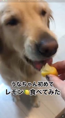 レモンを食べようと口を開ける犬