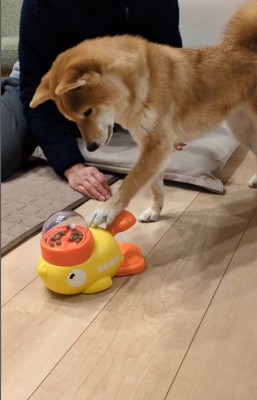 オヤツが出るおもちゃで遊ぶすずちゃん4