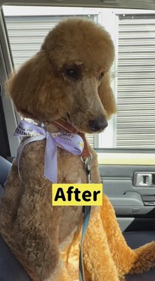 トリミングで皮毛をカットされた犬