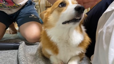 斜め上を見る犬