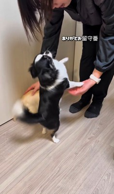 ママさん帰宅時のピノちゃん＆パルムちゃん7