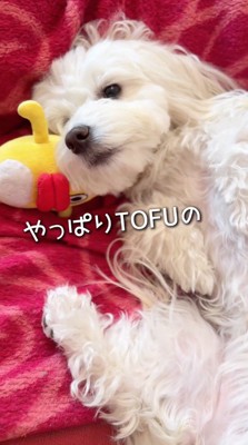 ぬいぐるみと一緒に寝転がる犬