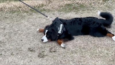 飼い主にリードを引かれる、地べたに転がる子犬