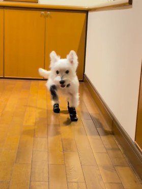 タップダンサーみたい！？