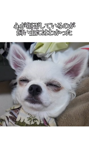 眠るチワワの顔