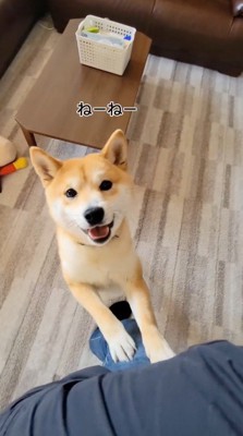 飼い主に抱っこされている男の子を見つめる犬