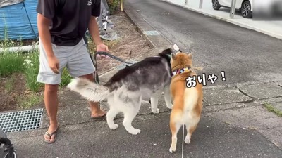 おこめちゃんに体当たり