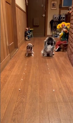 モブくんVSブフくんのオヤツ早食い競争