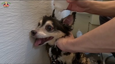 頭にシャンプー剤をかけられる犬