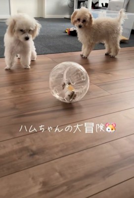 冒険中のハムスターとワンコたち