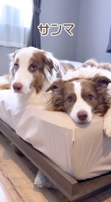 飼い主の言葉に耳をそばだてる2頭の犬