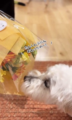 バンデくんとなぎちゃんの本当のおかえり9