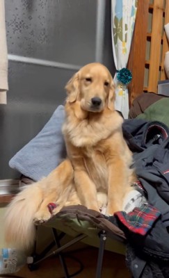 睡魔と戦うウルちゃん5