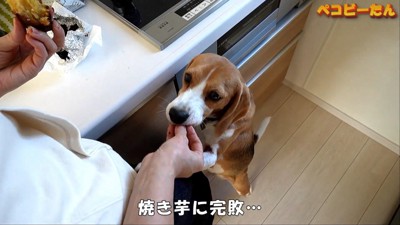 パパが出張から帰ってきた時のペコちゃん7