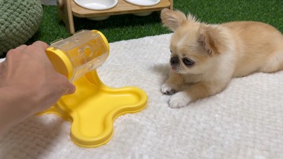 知育おもちゃで遊ぶピノちゃん&パルムちゃん