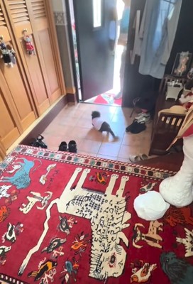 入ってきたパパを出迎える小型犬