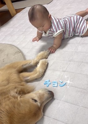 犬の前脚に触れる赤ちゃん