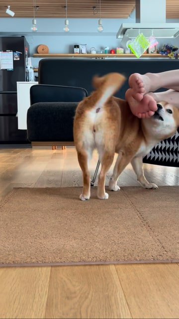 飼い主さんの足元で方向転換する犬