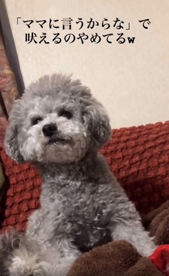 大人しくなるたろうまるくん