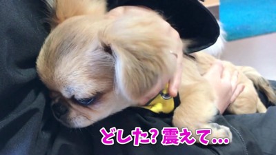 急いで動物病院へ