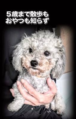 抱っこされるシュシュちゃん