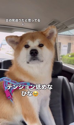 ドライブ中のひなちゃんの変化2