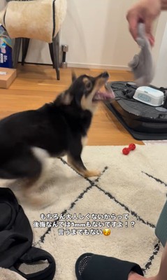 ラムくんの変化8