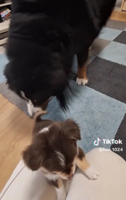 立つ子犬のお尻に鼻を近づける大型犬