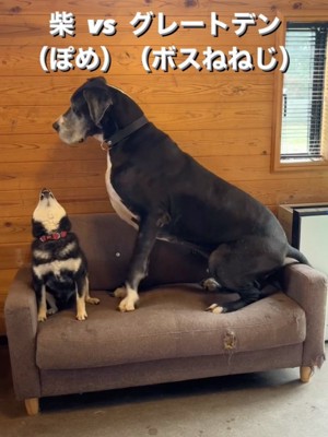 足を震わす超大型犬