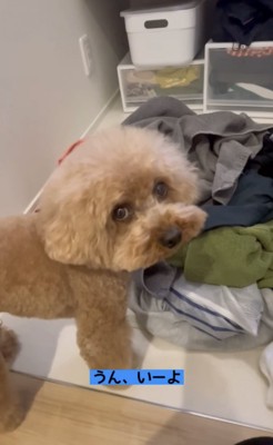 上目遣いの犬