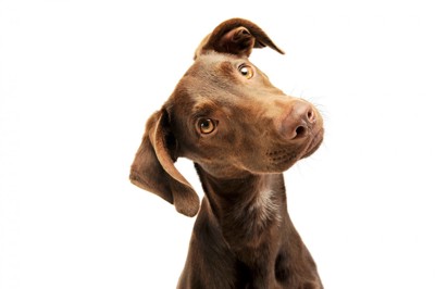 首を傾げて正面を見つめる犬