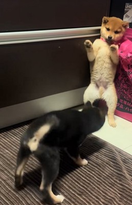 ワンプロ中の子犬達
