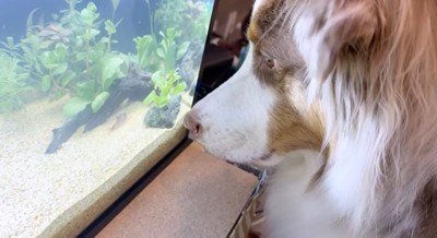 水槽の中を泳ぐ魚を目で追うオーストラリアン・シェパード