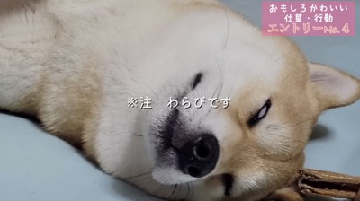 白目をむいてるわらびちゃん