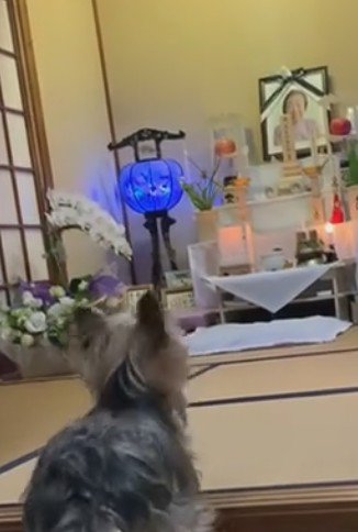 切ない声で鳴く姿に涙